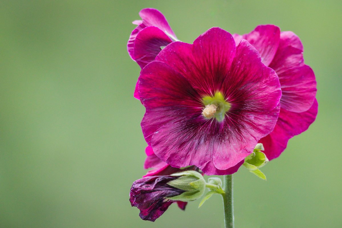 hollyhocks flowers care