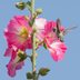 How to Grow Hollyhocks (Alcea) in Your Flower Garden