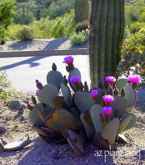 Beavertail Prickly Pear 