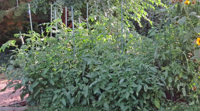 Garden-a4-MyYard