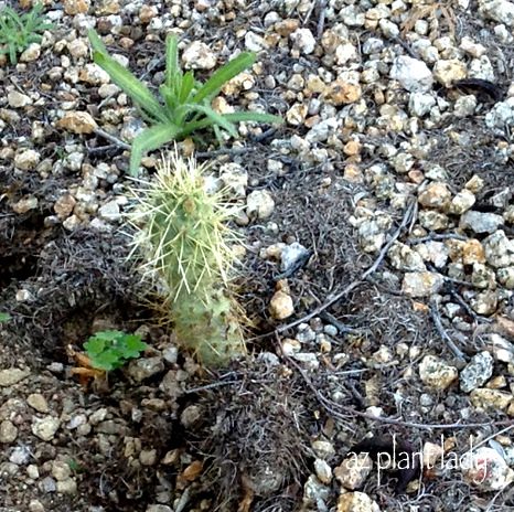 Teddy Bear Cholla segment