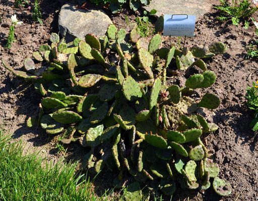 Opuntia New York