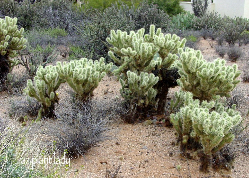 Opuntia bigelovii