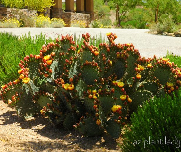 Opuntia in flower