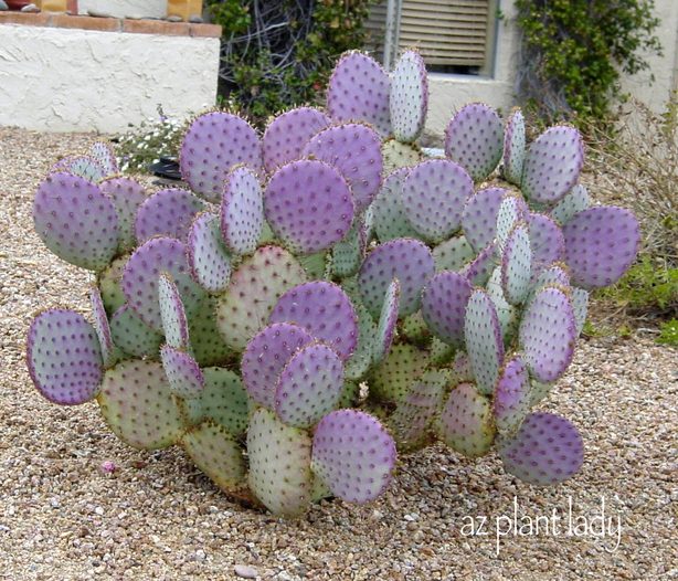Purple Prickly Pear