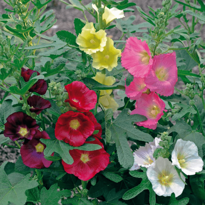 Alcea 'Las Vegas'