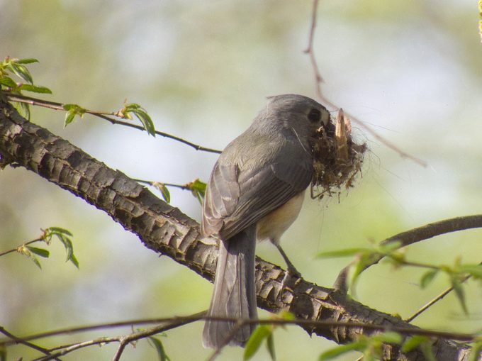 tufted titmouse cavity-nesting birds