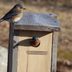 House Hunters: Cavity Nesting Birds