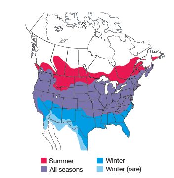 American Goldfinch Bird Species