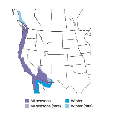 Annas Hummingbird Bird Species
