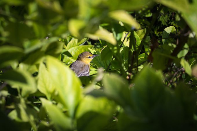 Female western tanager
