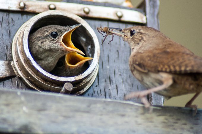 attract nesting birds, house wren
