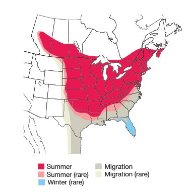 Baltimore Oriole Bird Species