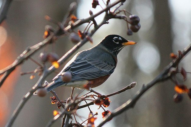 Bird mating