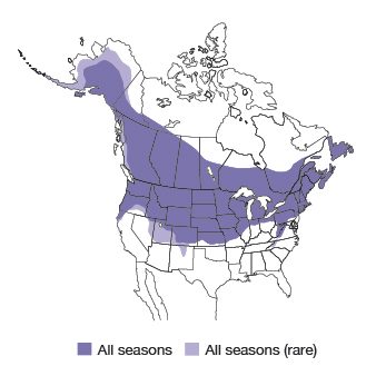 Black-capped Chickadee Bird Species