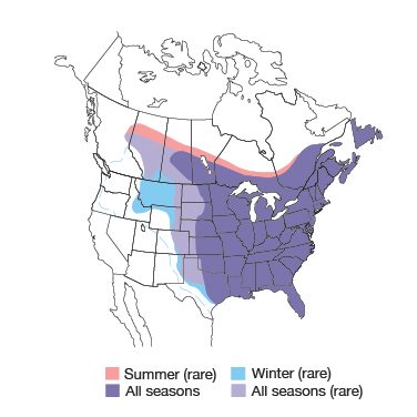 Blue Jay Bird Species