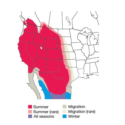 Bullocks Oriole Bird Species