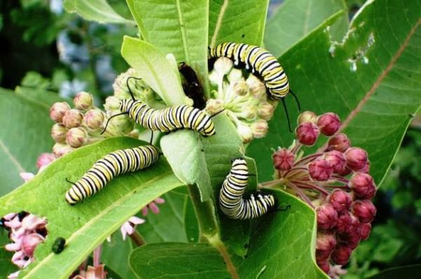 Attracting Butterflies