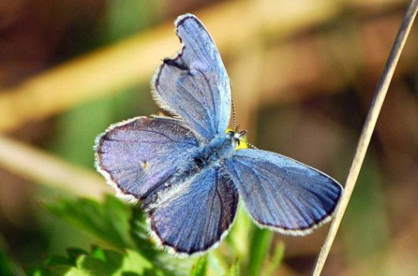 Karner blue butterfly