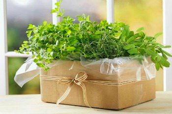 Cardboard Containers