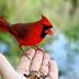 Seasonal Tips to Attract Birds