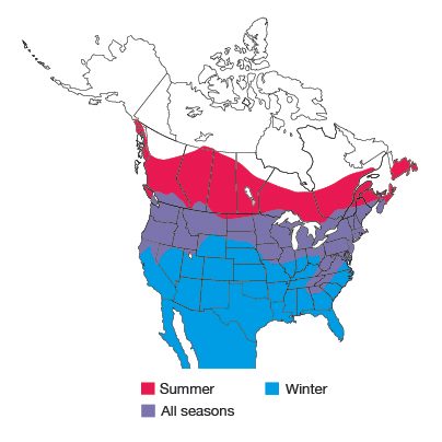 Cedar Waxwing Bird Species