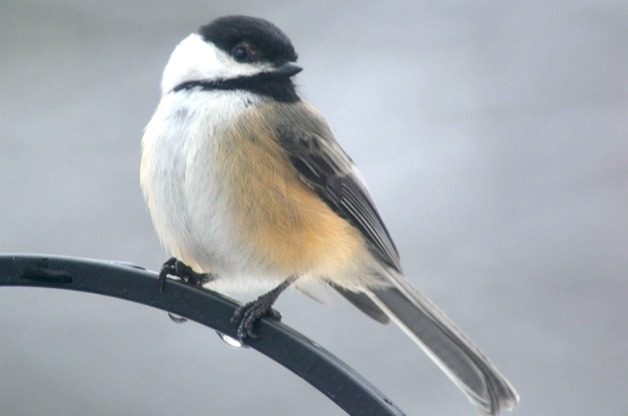 Chickadee, friendly birds