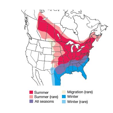 Eastern Phoebe Bird Species
