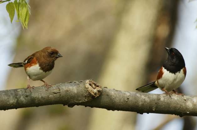 Eastern Towhee
