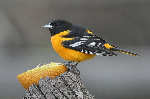attracting birds
