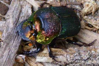 Garden Bugs Scarab Beetle