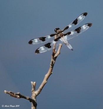 skimmer dragonflu