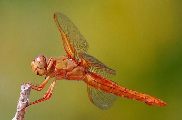 Garden Bugs Skimmer