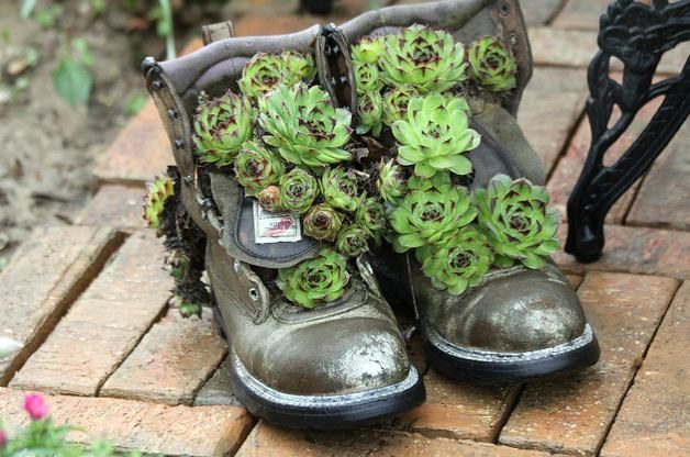 Hens and Chicks in Old Boots