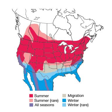 House Wren Bird Species