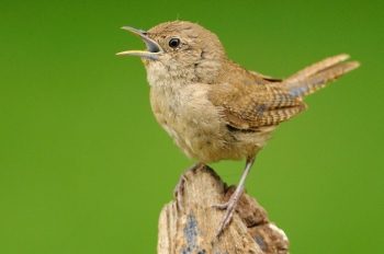 bird mating