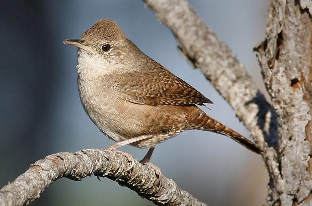 House Wren