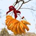 How to Make Easy DIY Oriole Feeders