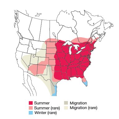 Indigo Bunting Bird Species