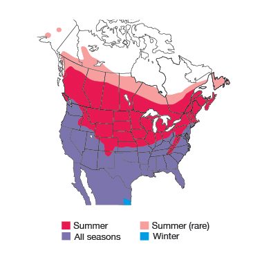 Killdeer Bird Species