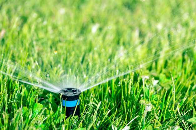healthy lawn