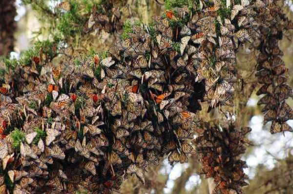 monarch migration