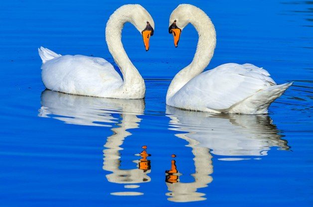 Monogamous birds, birds that mate for life