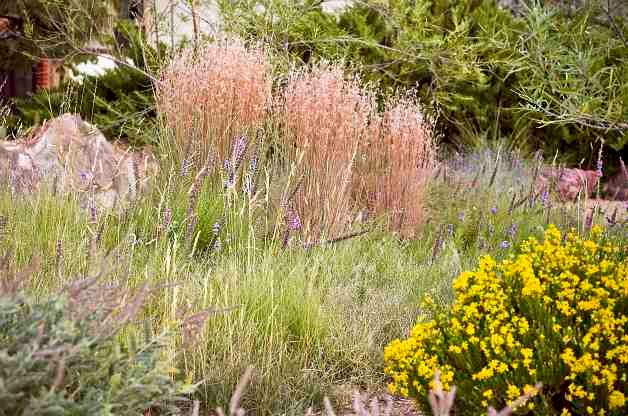 Ornamental Grasses