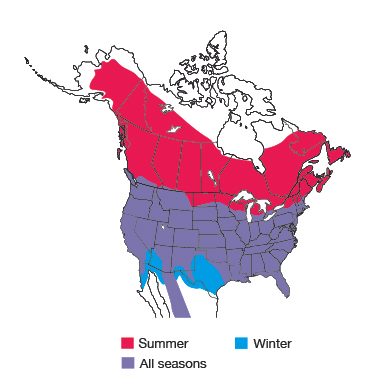 Northern Flicker Bird Species
