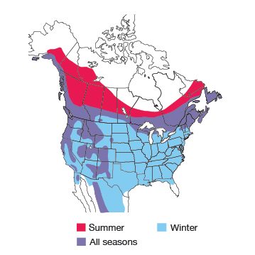 Pine Siskin range map