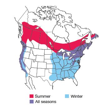 Purple Finch Bird Species