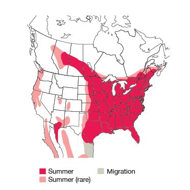 Purple Martin Bird Species