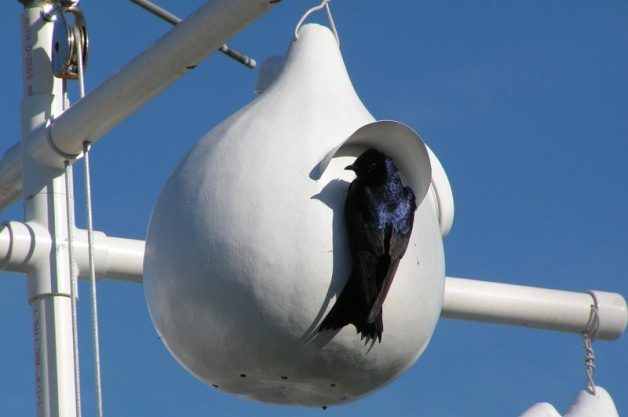 Purple Martin Gourd house