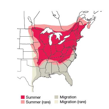 Scarlet Tanager Bird Species